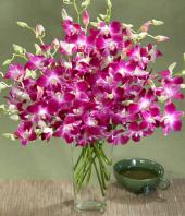 Exotic Orchids Gifts tomumbai, sparsh flowers to mumbai same day delivery