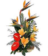 Tropical Arrangement Gifts toIndia, sparsh flowers to India same day delivery