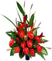 Beauty in Red Gifts toIndia, sparsh flowers to India same day delivery