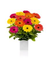 Cherry Day Gifts toChurch Street, sparsh flowers to Church Street same day delivery